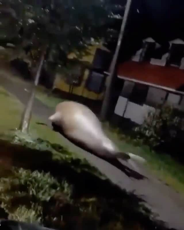 WildLifeのインスタグラム：「Giant elephant seal found wandering around a coastal town in Chile - The seal was safely helped back to the water 💛 ___________________________________________________ Video by 🎥 🎥 via Manuel Novoa  _____________________________________________________ #luxurtraveller #nature #naturephotography #naturelovers #camera #baby #cute #seal #photography #photo #photooftheday #photographer #animal #animals #happy #cold #blue #wild #wildlife #wildlifephotography」