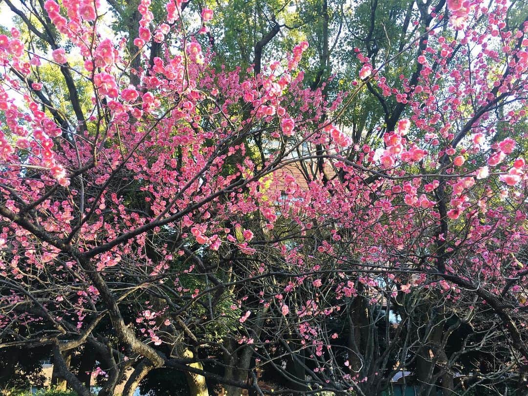 近藤淳子さんのインスタグラム写真 - (近藤淳子Instagram)「おはようございます！  お仕事の前の、ちょっとだけ横浜散歩✨  満開ですかね￼☺️  良き一日になりますよう♡  #横浜 #散歩 #春」2月16日 9時09分 - kondo_junko_