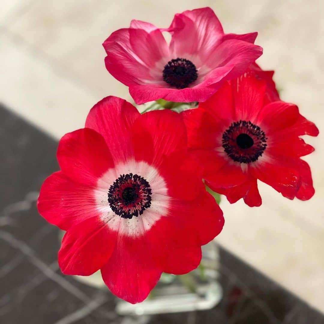 のインスタグラム：「・ ・ Anemone･:*+. 華やかで元気になるお花。 今朝もお花に癒されます… ・ アネモネも好きなお花のひとつ♡ ・ #anemone #flowers #gm #アネモネ #お花 #お花のある暮らし」