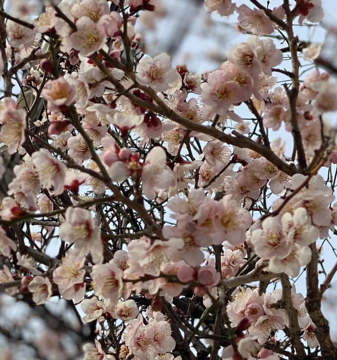安蘭けいさんのインスタグラム写真 - (安蘭けいInstagram)「おはようございます☀ 梅が咲いてたよ〜☺️ 地震のような自然現象は怖いけど、自然によって人の心は癒されるんだね。  皆さんの心が癒されますように✨  #梅 #もうすぐ春ですね  #キャンディーズ でも私は #ピンクレディー派 #昭和love❤️  #oslo」2月16日 9時29分 - toko_aran