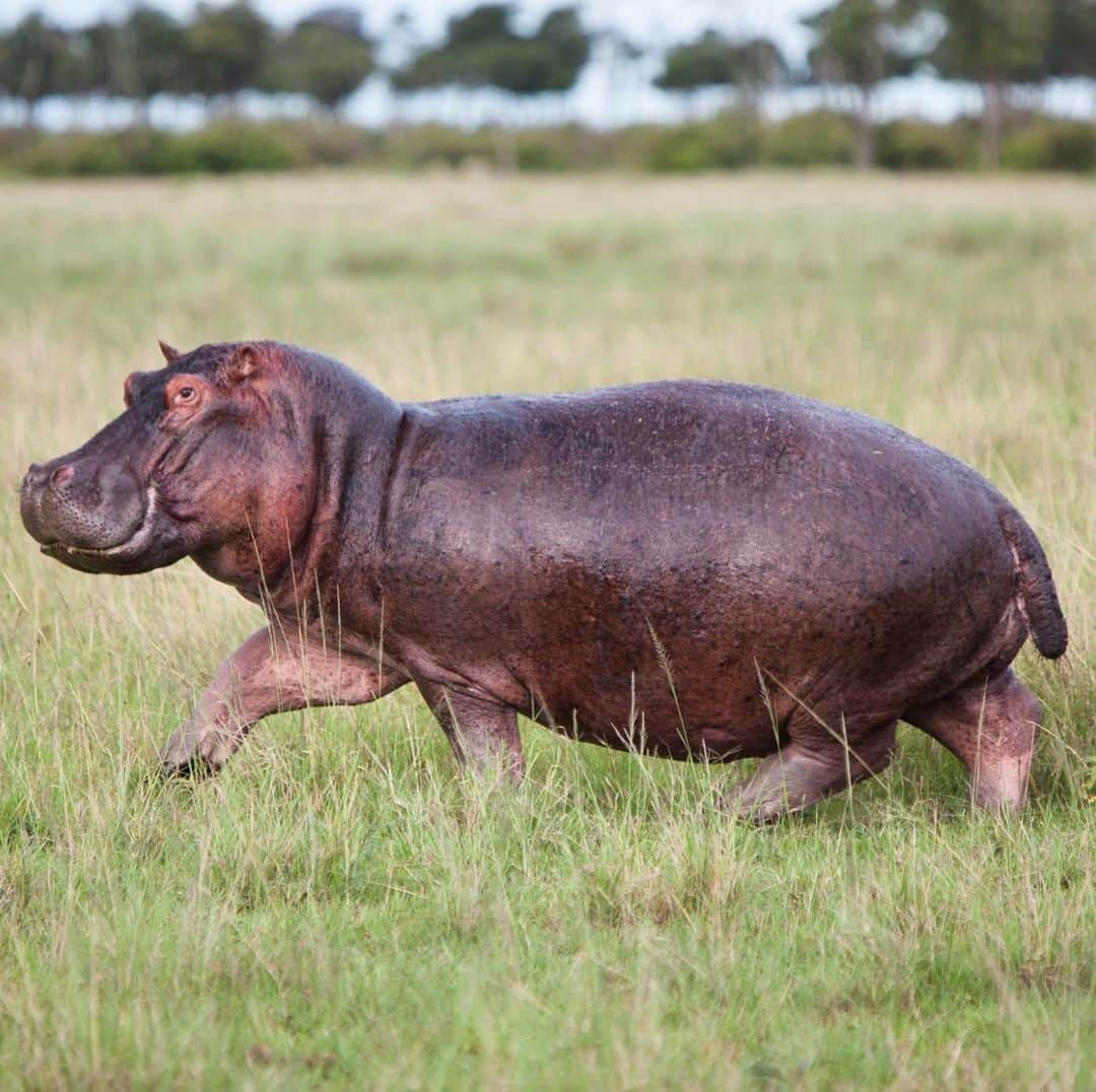 アメリカ自然史博物館のインスタグラム：「Hip hip hooray, it’s National Hippo Day! Did you know? Hippos (Hippopotamus amphibious) are one of the largest living land animals. When born, calves can weigh nearly 100 pounds (45 kilograms)—and full-grown adults can reach weights of up to 7,055 pounds (3,200 kilograms)! These large herbivores inhabit parts of eastern and southern Africa, where they prefer to live along rivers and lakes. A couple of other impressive stats about hippos? They can hold their breath underwater for as long as five minutes, and they have one of the strongest bites in the animal kingdom! 🦛  Photo: Matt Biddulph, CC BY-SA 2.0, flickr」