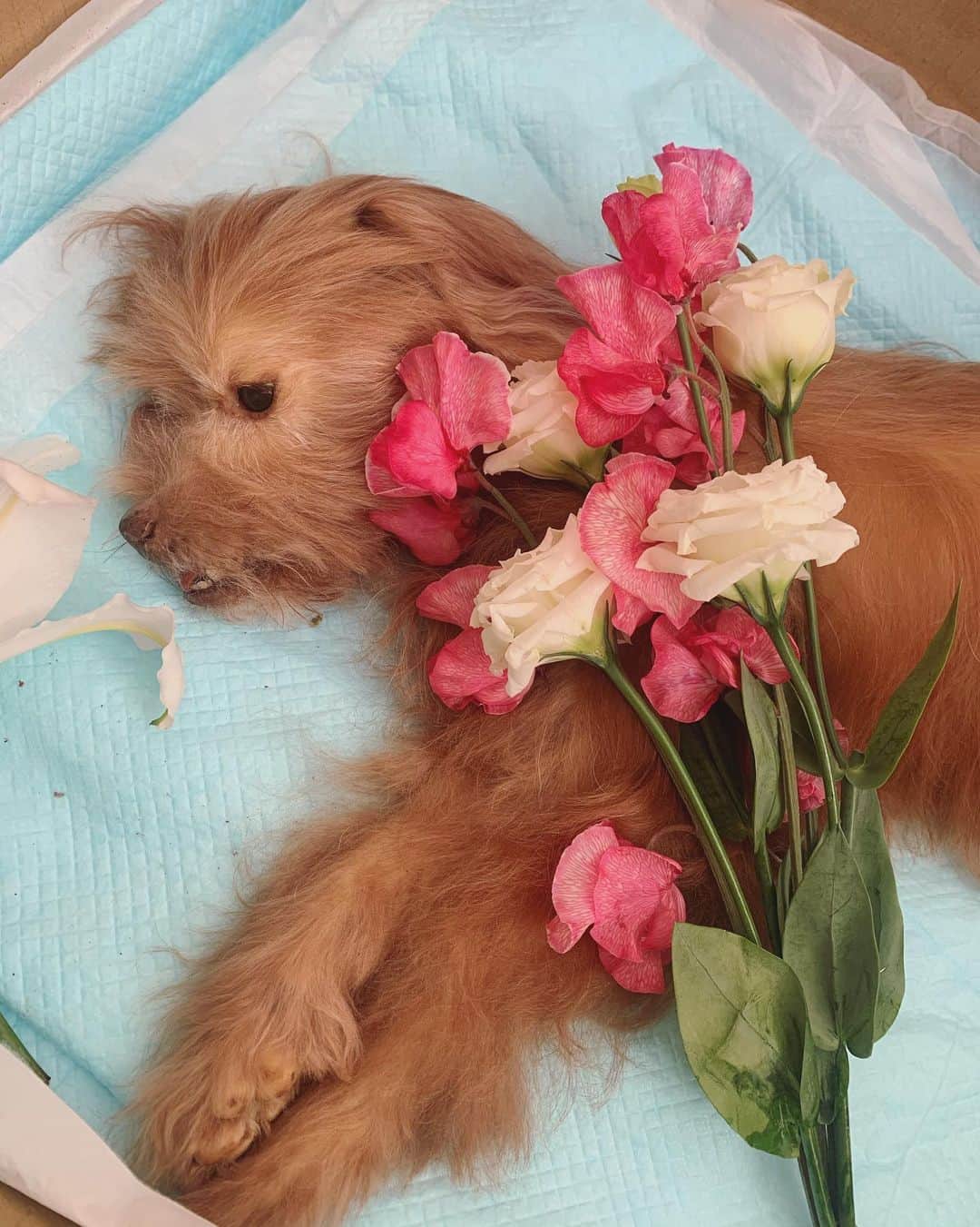 坂本美雨さんのインスタグラム写真 - (坂本美雨Instagram)「イウォークそっくりで最高におもしろかった、 ミグノンの保護犬、サンバイズ。 どんな時もかわいかった。 ほんとにありがとう。  サンバイズの名前がまさかの〈三杯酢〉からだったと判明した、亡くなった翌日。 @petmignon #ミグノン #保護犬 #保護犬を家族に」2月16日 15時52分 - miu_sakamoto