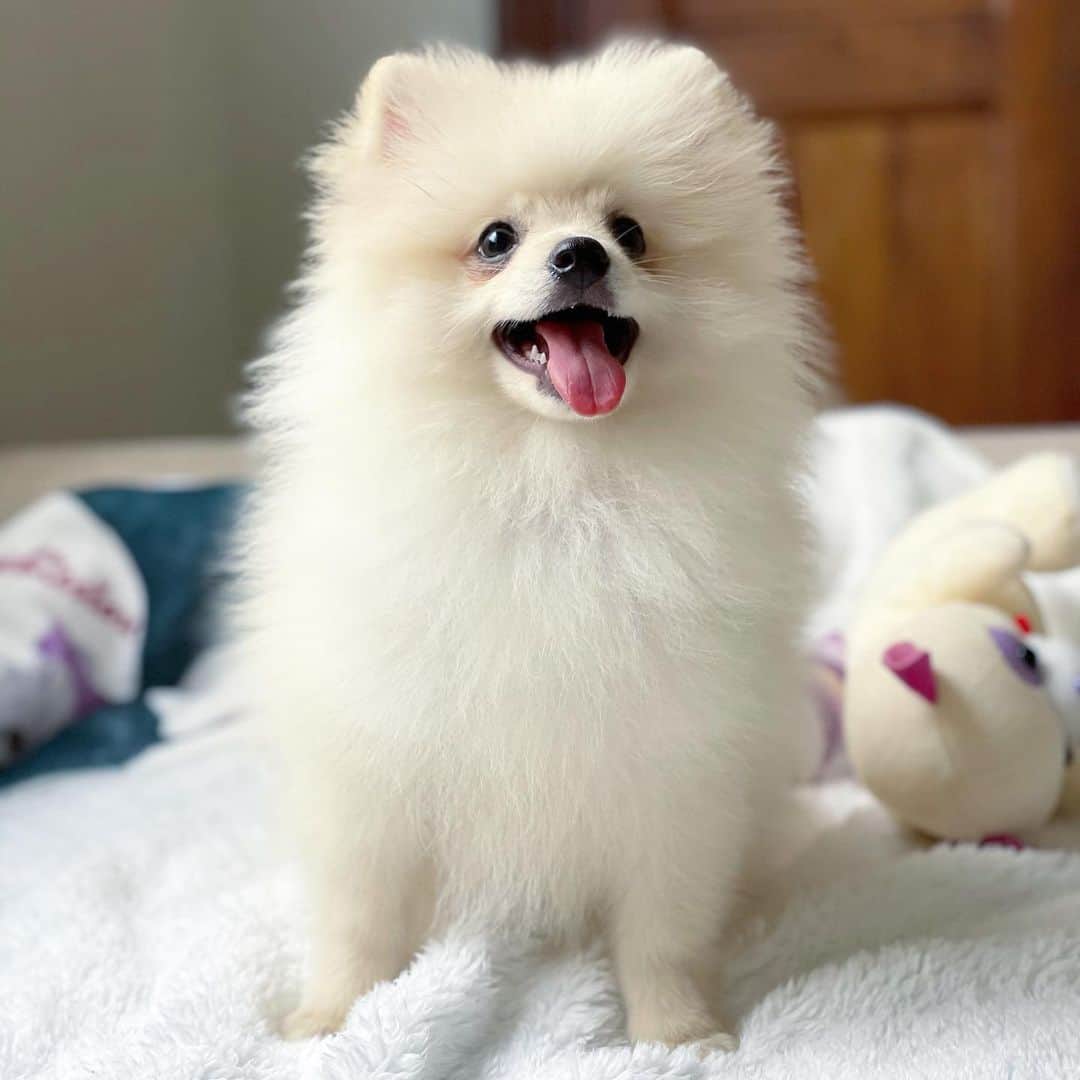 Regeneratti&Oliveira Kennelさんのインスタグラム写真 - (Regeneratti&Oliveira KennelInstagram)「What a precious Pom, I’m in love 🥰. Flock is available and looking for a forever home. For more info on him please DM. (Serious Inquiries Only please) #pomeranian #pom #luludapomerania」2月16日 10時24分 - jmarcoz