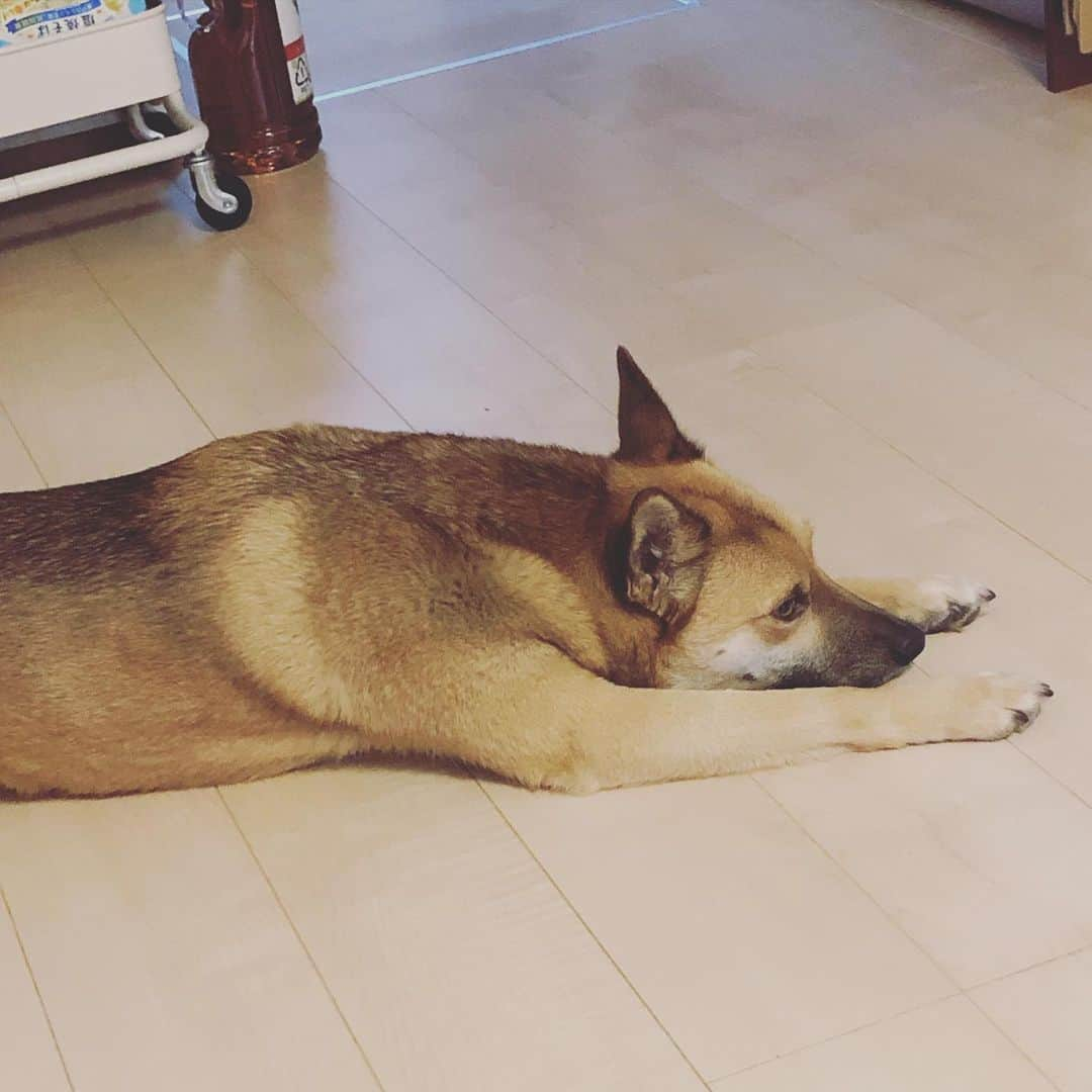 佐々木海さんのインスタグラム写真 - (佐々木海Instagram)「なに、その寝方😂 初めて見たわ😂 #犬 #イヌ #イヌスタグラム #いぬすたぐらむ #犬バカ部 #いぬばか部 #ふわもこ部 #いぬら部 #犬のいる暮らし #保護犬 #元野犬 #雑種 #雑種犬 #ビビり犬 #里親 #保護犬を家族に #保護犬を飼おう #殺処分ゼロ #dog #dogs #dogstagram #doglove #doglover #doglovers #doglife #dogslife #rescuedog #rescueddog」2月16日 10時26分 - umi_carnelian