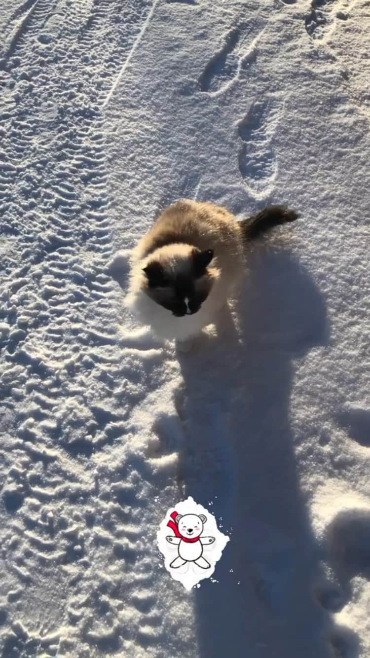 The Cats Of Instagramのインスタグラム：「#Repost • @josie_the_ragdoll_cat Making snow cat angels❄️ Happy new week 😺 #josietheragdollcat」