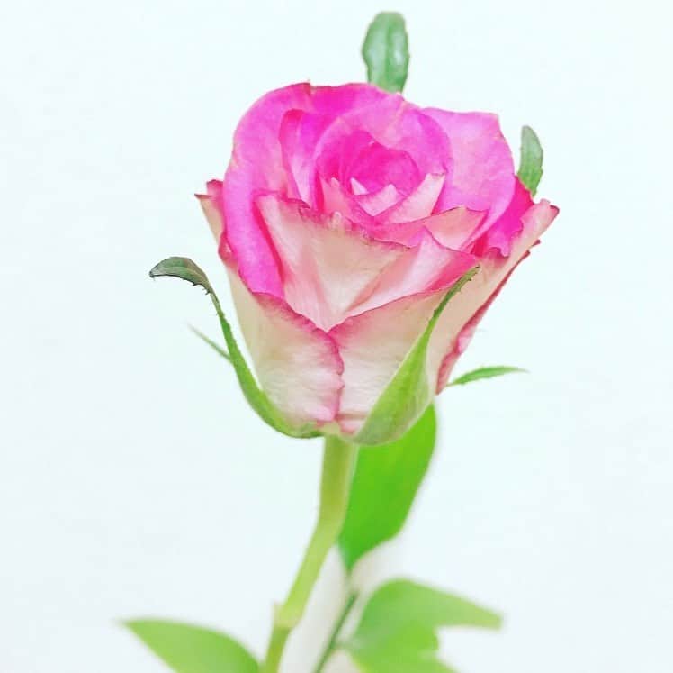 平野由実のインスタグラム：「薔薇が咲いた🌹  コートとフーディーの組み合わせが好き。  #ママファッション　#アラフォーコーデ #ママコーデ  #アラフォーファッション #フーディー #シンプルコーデ　#コートコーデ  #子育てママ  #フーディーコーデ  #ミニマリストになりたい  #ミニマリストに憧れる」