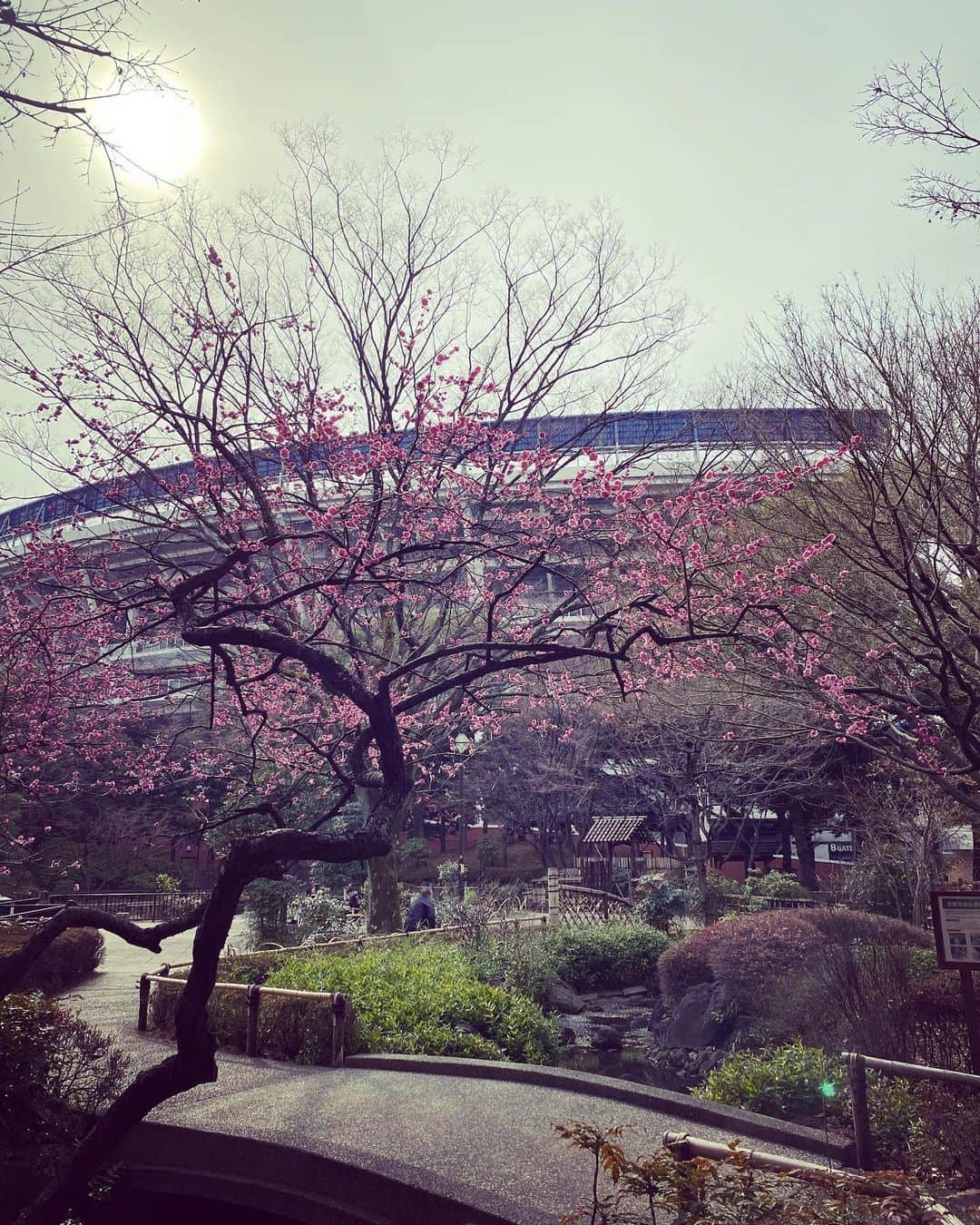 希良梨のインスタグラム：「Good morning 🌸 あ〜、日本の景色ほんと癒される。 台湾の景色も深く鮮やかで好き。 立派に成長してるSKYを連れて、台湾の家族や 友達たちに会わせてあげたいなぁ。。 コロナ禍が落ち着くまで、がんばろ。   #love #japan #like4like #followforfollow #follow4follow #kirari #希良梨 #アニメ好きな人と繋がりたい #漫画好きな人と繋がりたい」