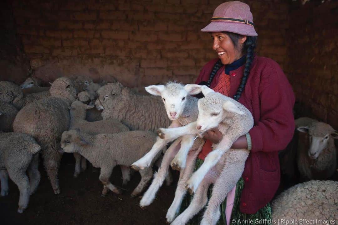 thephotosocietyさんのインスタグラム写真 - (thephotosocietyInstagram)「Photo by @anniegriffithsphotography for @rippleeffectimages  New lambs are a cause for celebration on Lourdes Pilco’s ranch - but they also represent special challenges. Without proper veterinary care, their life expectancy is greatly reduced. With training from @careorg , Lourdes is able to make sure her new lambs get inoculations and proper nutrition so they grow up big and strong!  #peru #care #animals #vet #lambs #livestock #southamerica #travel」2月16日 11時06分 - thephotosociety