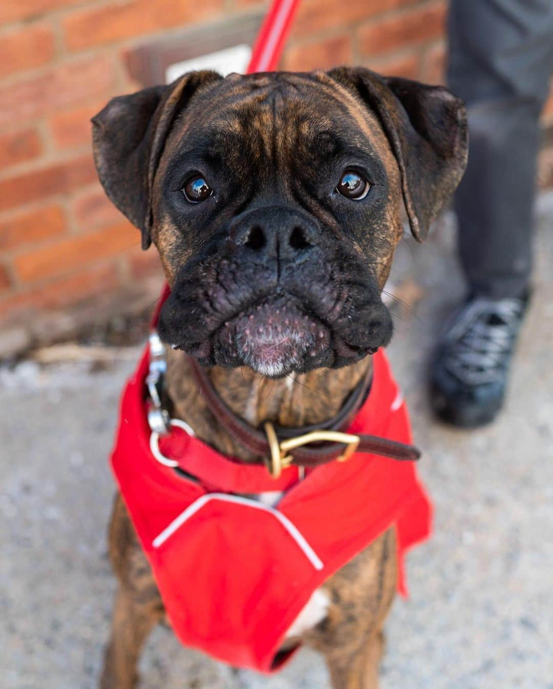 The Dogistさんのインスタグラム写真 - (The DogistInstagram)「Lucca, Boxer (3 y/o), W13th & Hudson St., New York, NY • “He’s a great companion – he always makes me laugh zooming around the apartment.”」2月16日 11時08分 - thedogist