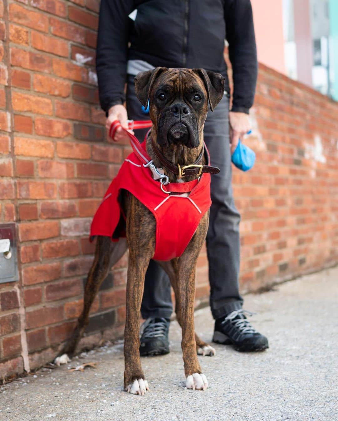 The Dogistさんのインスタグラム写真 - (The DogistInstagram)「Lucca, Boxer (3 y/o), W13th & Hudson St., New York, NY • “He’s a great companion – he always makes me laugh zooming around the apartment.”」2月16日 11時08分 - thedogist
