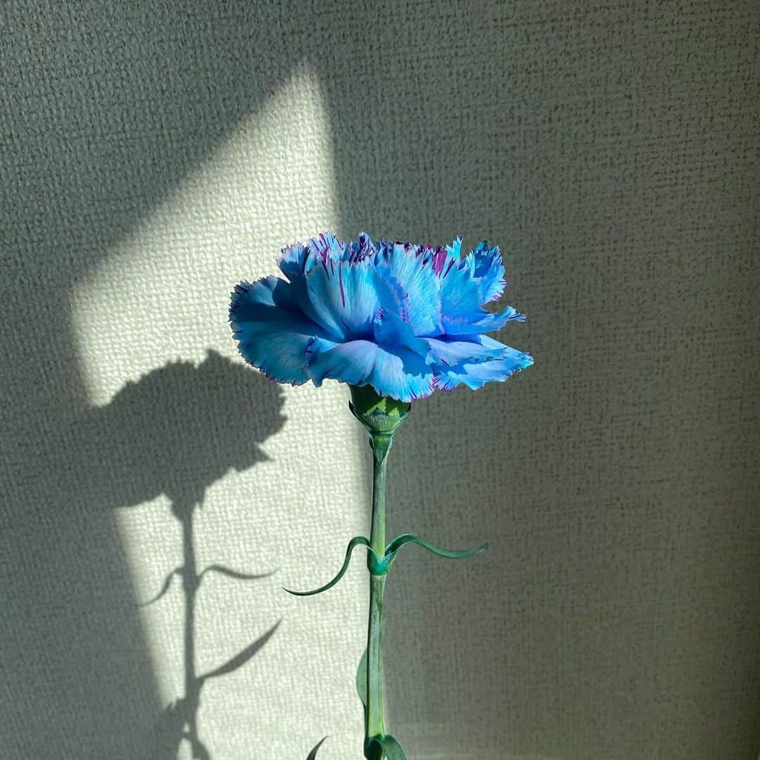 福江菜々華さんのインスタグラム写真 - (福江菜々華Instagram)「🦋🦋 . . #カーネーション#青いカーネーション#花言葉#永遠の幸福#お花のある暮らし」2月16日 11時19分 - nanaka_fukue