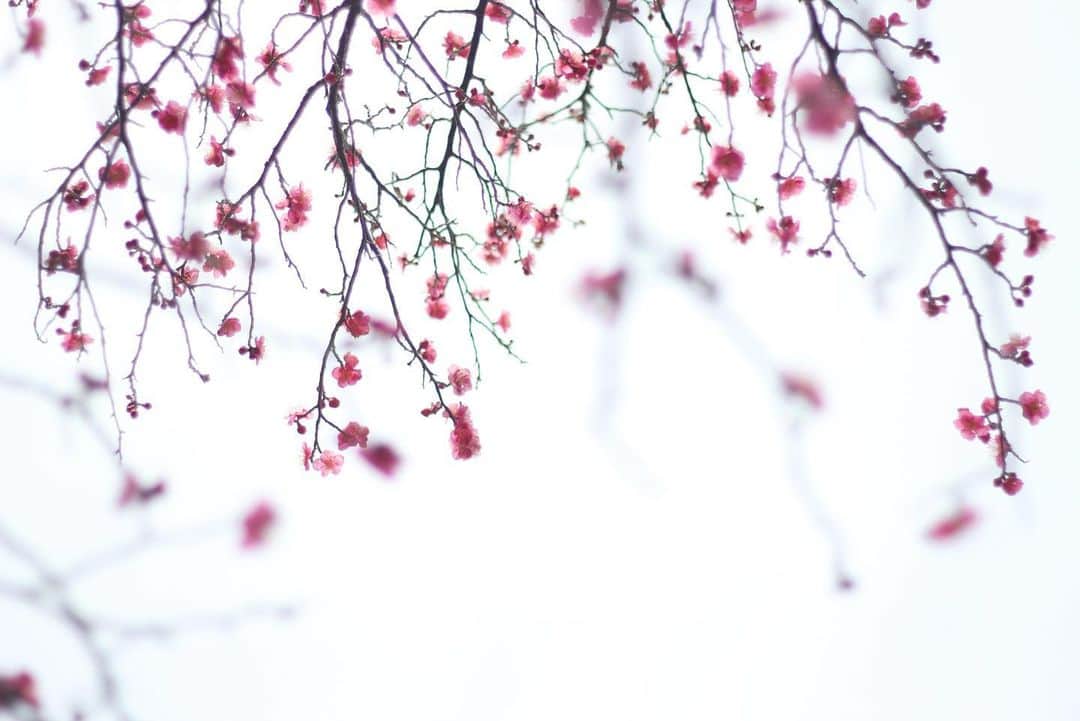 yukaのインスタグラム：「Spring 𖡼܀ ・ ・ ・ #ザ花部 #vsco  #team_jp_flower  #indies_minimal  #igersjp  #東京カメラ部 #はなまっぷ #梅の花 #Flowers #クラストコ」