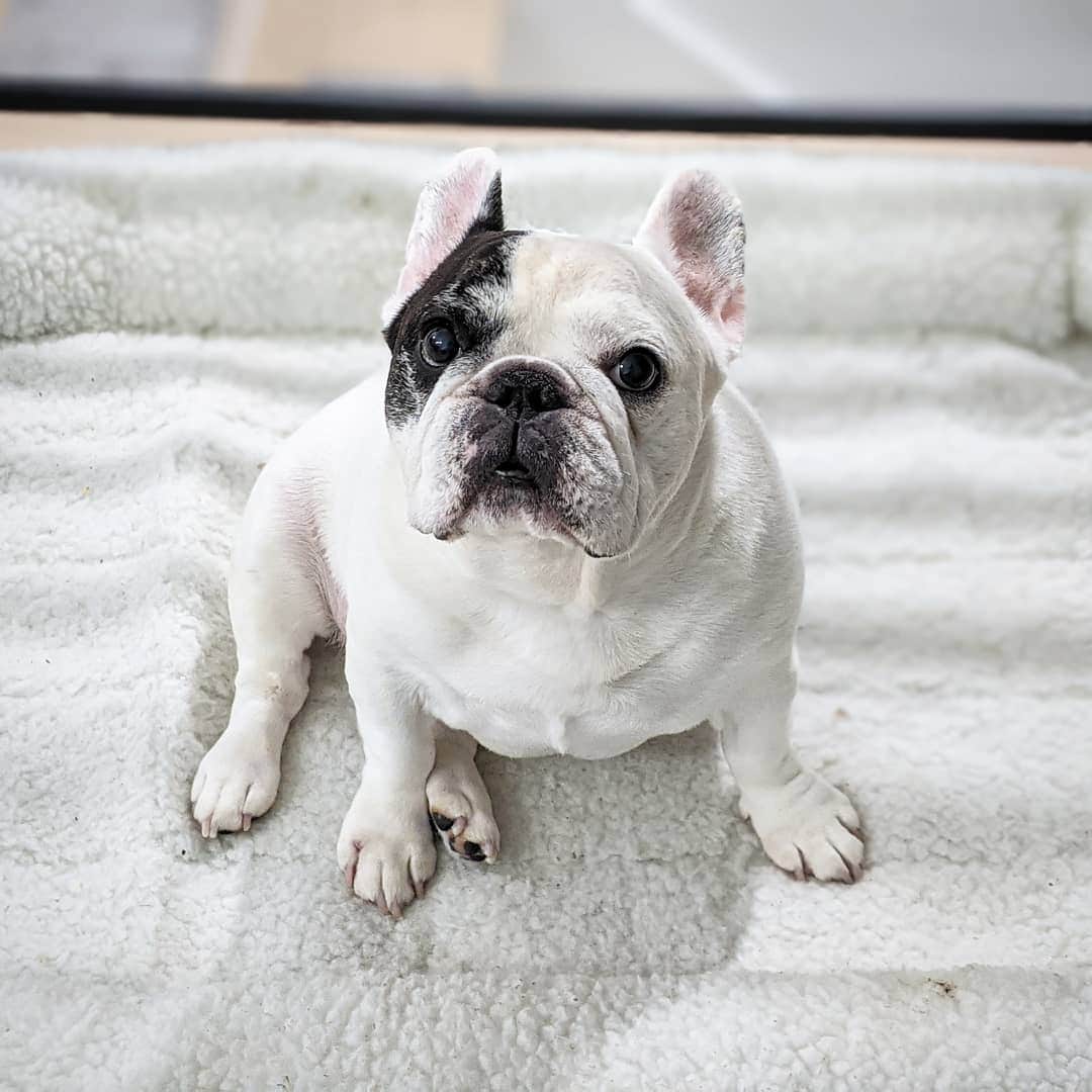 Manny The Frenchieのインスタグラム：「You're crazy if you think I'm going out there again! 🥶🌨️❄️」