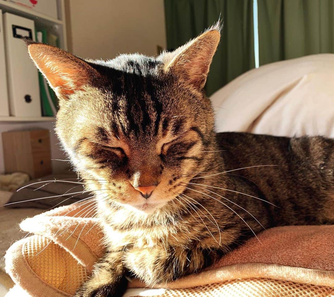 Musashiさんのインスタグラム写真 - (MusashiInstagram)「おはムサシ。ポカリズム。Sunbathing.😌 #musashi #mck #cat #キジトラ #ムサシさん #musashi_the_cat #ねこすたぐらむ」2月16日 11時47分 - _daisy