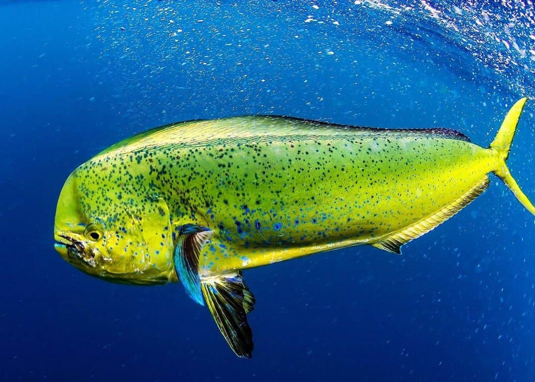 シマノ｜Fishingのインスタグラム：「Dorado from down under.  #FishShimano #MahiMahi #DolphinFishing 📸: @almcglashan」