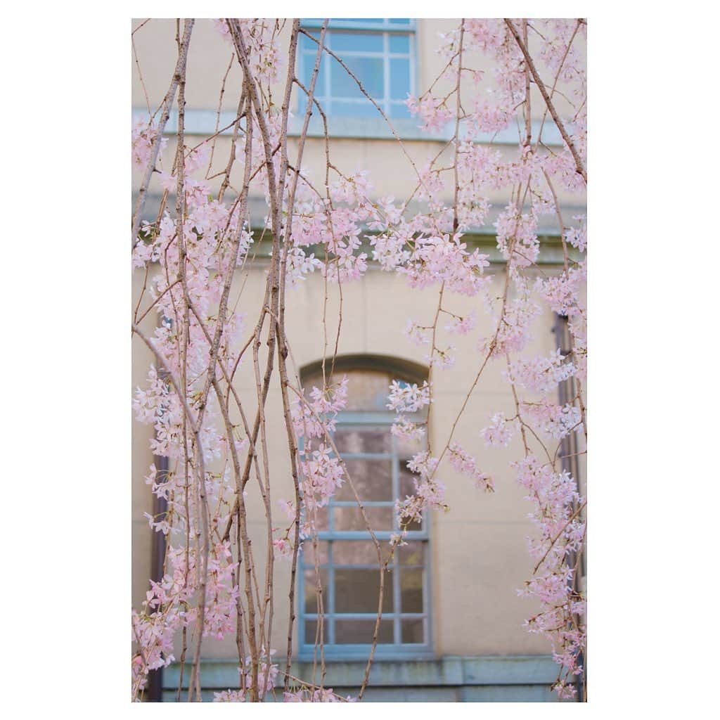 Skyticket.jpさんのインスタグラム写真 - (Skyticket.jpInstagram)「⠀ 京都府庁旧本館 ⠀ 全国でも屈指のお花見スポット、京都。 京都といえば寺社仏閣で咲き乱れる桜を想像しがちですが、西洋建築と美しい桜のコラボレーションも見ることができます。 ⠀ ここは1904年に建築されたレンガ造りの洋館で、国の重要文化財。 大正天皇や昭和天皇の即位に関する閣議の場として利用されるなど、格式高い場所でもあります。 中庭には6種類の桜が植えられています。 ⠀ 中でも中央のしだれ桜は、アーチ状の柱から鑑賞するのがおすすめ！ そこから眺める桜は、普段とはまた違った特別な景色を演出しています。 ⠀ スカイチケット観光ガイドでは、京都の桜の名所を紹介中。ぜひチェックしてみてください https://skyticket.jp/guide/118065?ad=insta202102 ⠀ photo by 📷 taken by farmer, Hiyory, terutab / PIXTA(ピクスタ) ⠀ ・・・・・・・・・・ 京都府庁旧本館 住所：京都市上京区下立売通新町西入ル薮ノ内町 開館日時：火～金・土曜 10：00～17：00 アクセス：京都市営地下鉄烏丸線「丸太町」駅下車、徒歩10分 　　　　　京都市営バス「府庁前」下車徒歩5分 https://www.pref.kyoto.jp/qhonkan/ ・・・・・・・・・・ ・ ・ ▼旅先の絶景やおすすめ写真を大募集📷 #skyticketrip を付けた投稿はストーリーズでご紹介させてください🌈 ⠀ #京都府庁旧本館 #京都 #kyoto #桜 #重要文化財 #春 #写真好きな人と繋がりたい #京都府庁 #そうだ京都行こう #枝垂れ桜#京都守護職上屋敷跡 #観桜祭 #紅八重枝垂れ桜 #はるか桜 #大島桜 #京都の桜 #京都の旅 #春の京都のお気に入り #私だけの京都 #しだれ桜 #女子旅 #_lovely_weekend #tabi_jyo #instagood #visitjapanjp #ig_photooftheday #skyticket #スカイチケット」2月16日 11時53分 - skyticket.jp