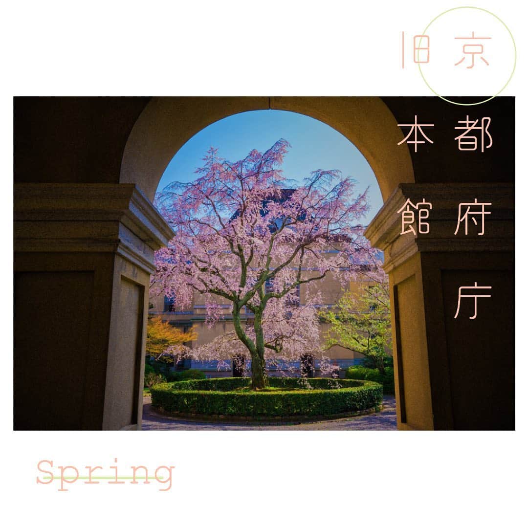 Skyticket.jpさんのインスタグラム写真 - (Skyticket.jpInstagram)「⠀ 京都府庁旧本館 ⠀ 全国でも屈指のお花見スポット、京都。 京都といえば寺社仏閣で咲き乱れる桜を想像しがちですが、西洋建築と美しい桜のコラボレーションも見ることができます。 ⠀ ここは1904年に建築されたレンガ造りの洋館で、国の重要文化財。 大正天皇や昭和天皇の即位に関する閣議の場として利用されるなど、格式高い場所でもあります。 中庭には6種類の桜が植えられています。 ⠀ 中でも中央のしだれ桜は、アーチ状の柱から鑑賞するのがおすすめ！ そこから眺める桜は、普段とはまた違った特別な景色を演出しています。 ⠀ スカイチケット観光ガイドでは、京都の桜の名所を紹介中。ぜひチェックしてみてください https://skyticket.jp/guide/118065?ad=insta202102 ⠀ photo by 📷 taken by farmer, Hiyory, terutab / PIXTA(ピクスタ) ⠀ ・・・・・・・・・・ 京都府庁旧本館 住所：京都市上京区下立売通新町西入ル薮ノ内町 開館日時：火～金・土曜 10：00～17：00 アクセス：京都市営地下鉄烏丸線「丸太町」駅下車、徒歩10分 　　　　　京都市営バス「府庁前」下車徒歩5分 https://www.pref.kyoto.jp/qhonkan/ ・・・・・・・・・・ ・ ・ ▼旅先の絶景やおすすめ写真を大募集📷 #skyticketrip を付けた投稿はストーリーズでご紹介させてください🌈 ⠀ #京都府庁旧本館 #京都 #kyoto #桜 #重要文化財 #春 #写真好きな人と繋がりたい #京都府庁 #そうだ京都行こう #枝垂れ桜#京都守護職上屋敷跡 #観桜祭 #紅八重枝垂れ桜 #はるか桜 #大島桜 #京都の桜 #京都の旅 #春の京都のお気に入り #私だけの京都 #しだれ桜 #女子旅 #_lovely_weekend #tabi_jyo #instagood #visitjapanjp #ig_photooftheday #skyticket #スカイチケット」2月16日 11時53分 - skyticket.jp