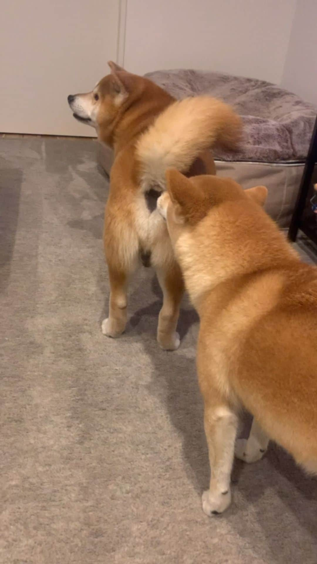 shibainu berryのインスタグラム