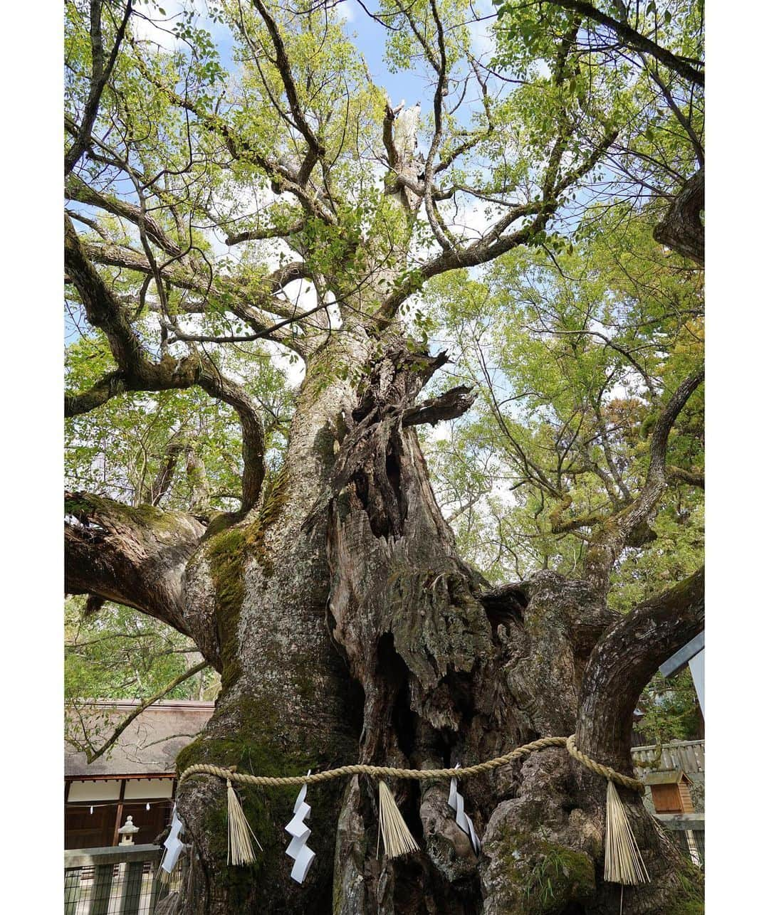 masayaのインスタグラム：「1. 2600 year-old  camphor tree Oomishimagu shrine 大山祇神社の樹齢2600年の楠 Imabari Ehime prefecture  愛媛県今治市 2. 3000 year-old The oldest camphor tree in Japan こちらは樹齢3000年日本最古の楠　パワーもらいました！ 3. Bary-san バリィさん見っけ famous the mascot character in Japan  #ONLINE瀬戸内しまたびTRIP #しまたび #クルーズ #PR」