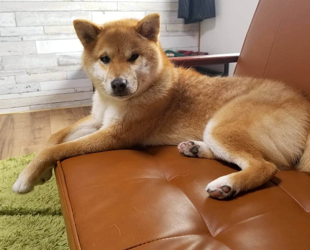 柴犬たま Shibainu Tamaさんのインスタグラム写真 - (柴犬たま Shibainu TamaInstagram)「コイ坊、たまには落ち着いて優雅に🐶✨  Caption trans🇬🇧 Koi is sometimes calm and elegant🐶✨  #たま家族 #柴犬コイ #ふわもこ #かなりひし形 #柴犬 #shiba #shibainu #shibastagram #犬 #dog」2月16日 12時19分 - tama7653