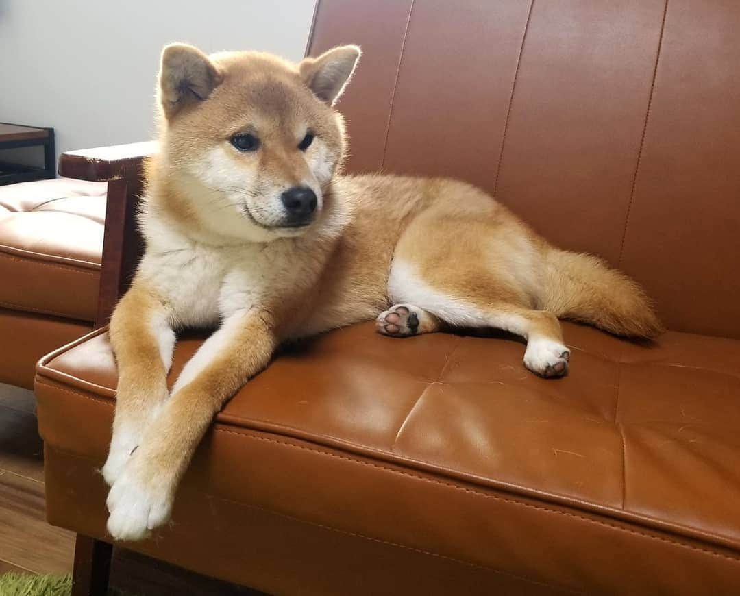 柴犬たま Shibainu Tamaさんのインスタグラム写真 - (柴犬たま Shibainu TamaInstagram)「コイ坊、たまには落ち着いて優雅に🐶✨  Caption trans🇬🇧 Koi is sometimes calm and elegant🐶✨  #たま家族 #柴犬コイ #ふわもこ #かなりひし形 #柴犬 #shiba #shibainu #shibastagram #犬 #dog」2月16日 12時19分 - tama7653