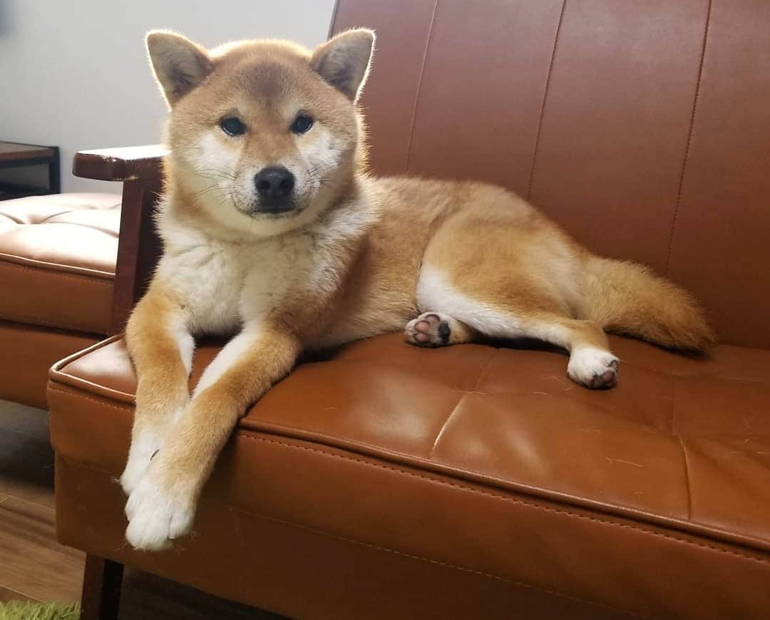 柴犬たま Shibainu Tamaのインスタグラム：「コイ坊、たまには落ち着いて優雅に🐶✨  Caption trans🇬🇧 Koi is sometimes calm and elegant🐶✨  #たま家族 #柴犬コイ #ふわもこ #かなりひし形 #柴犬 #shiba #shibainu #shibastagram #犬 #dog」