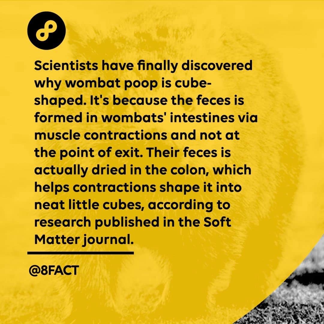 のインスタグラム：「When humans eat, food items travel through the gut in a matter of a day or two. A wombat’s digestive process takes up to four times as long so it can extract all the nutritional content possible.」