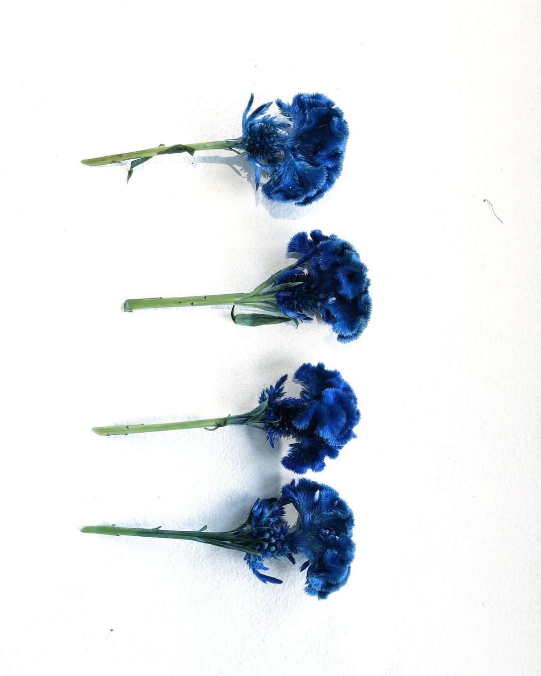 マラミュートさんのインスタグラム写真 - (マラミュートInstagram)「blue flower #malamuteiii#malamute21ss」2月16日 12時39分 - odakha_official