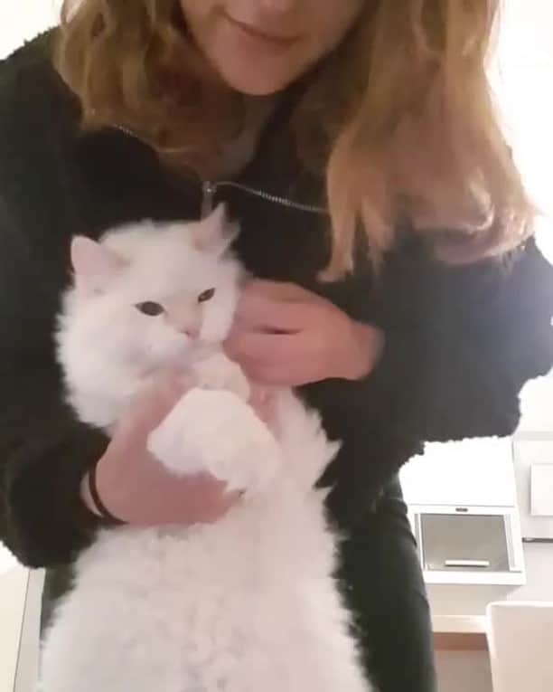 のインスタグラム：「Am I a good dancer⠀ ⠀ 🎥@papouillekitten⠀ ⠀ #meowed #papouillekitten #dancing #dancer #💃」