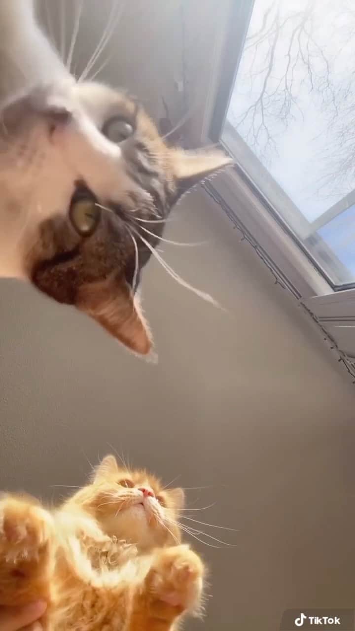 animalsのインスタグラム：「When your human leaves the house 😅 Caption this below! 💛 Video by: @gingy__bean」