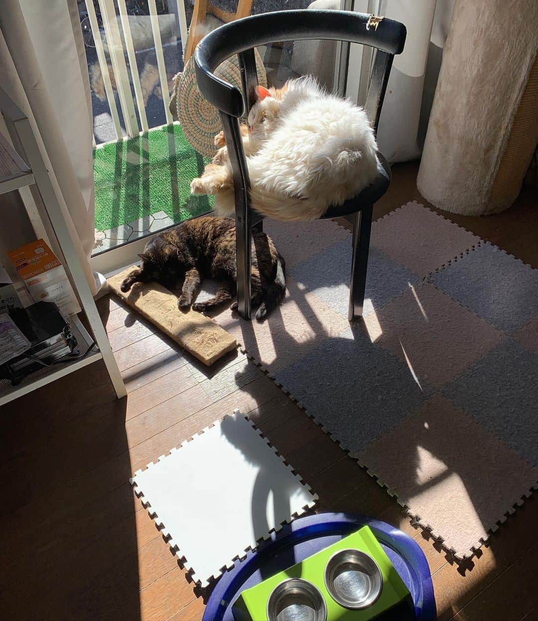 Kachimo Yoshimatsuさんのインスタグラム写真 - (Kachimo YoshimatsuInstagram)「天気の良い日に窓辺に椅子を置くと 必ずと言っていいほど、 おかきが陣取る。 特等席だね。 #うちの猫ら #okaki #hijiki #猫 #ねこ #cat #ネコ #catstagram #ネコ部 http://kachimo.exblog.jp」2月16日 13時12分 - kachimo