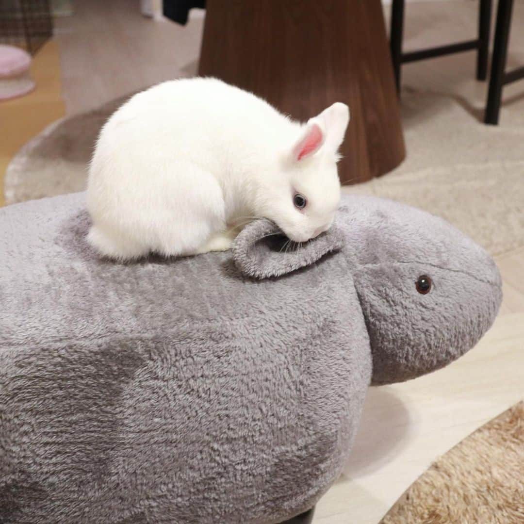 うー & なー ❤️ウチムラさんのインスタグラム写真 - (うー & なー ❤️ウチムラInstagram)「* 🐰「ぼくの子分にしてあげましゅ！」  チャンイー、すっかり使いこなしてる✨ 夫は、"なんかこのネズミ、見慣れてきて悔しいな…" と言っています（笑） 白だったらもっと可愛かっただろうな〜🤍」2月16日 13時30分 - uu_una_mina