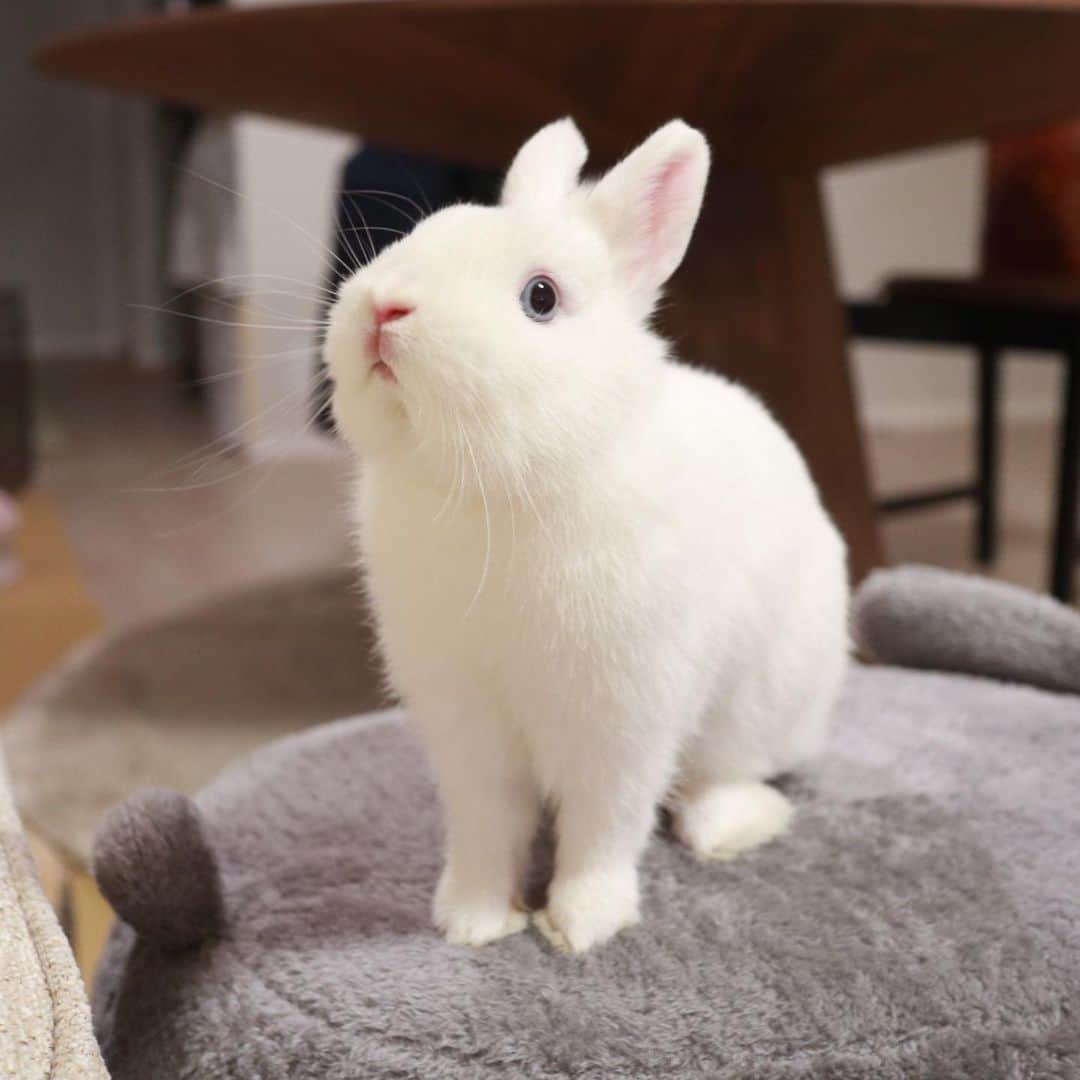 うー & なー ❤️ウチムラさんのインスタグラム写真 - (うー & なー ❤️ウチムラInstagram)「* 🐰「ぼくの子分にしてあげましゅ！」  チャンイー、すっかり使いこなしてる✨ 夫は、"なんかこのネズミ、見慣れてきて悔しいな…" と言っています（笑） 白だったらもっと可愛かっただろうな〜🤍」2月16日 13時30分 - uu_una_mina
