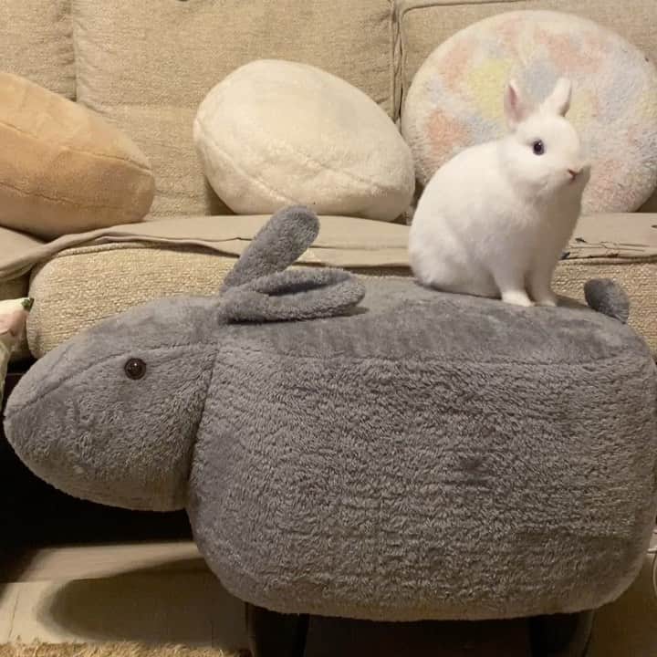 うー & なー ❤️ウチムラのインスタグラム：「* 🐰「ぼくの子分にしてあげましゅ！」  チャンイー、すっかり使いこなしてる✨ 夫は、"なんかこのネズミ、見慣れてきて悔しいな…" と言っています（笑） 白だったらもっと可愛かっただろうな〜🤍」