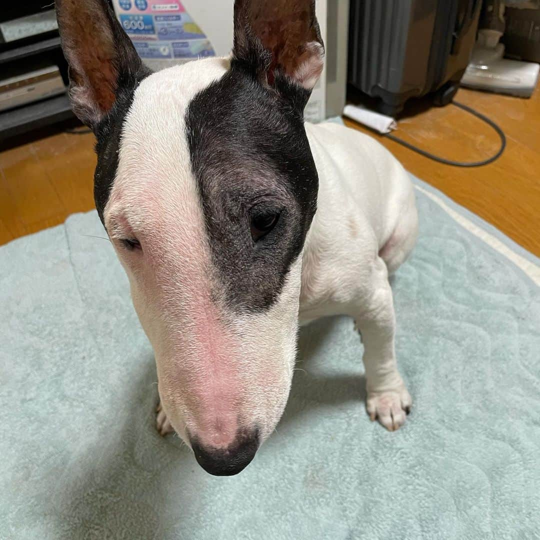 Q太郎さんのインスタグラム写真 - (Q太郎Instagram)「#minituru#bull#terrier#minibullterrier#miniturubullterrier#dog#dogstagram#cute#qtaro#love#family#ミニチュア#ブルテリア#ミニチュアブルテリア#Q太郎」2月16日 13時36分 - qtaro.jun