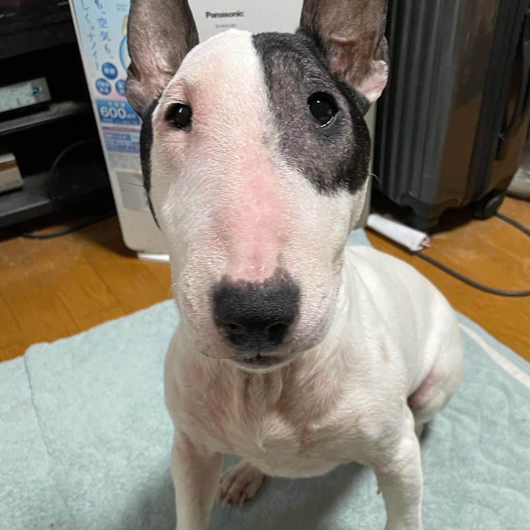 Q太郎さんのインスタグラム写真 - (Q太郎Instagram)「#minituru#bull#terrier#minibullterrier#miniturubullterrier#dog#dogstagram#cute#qtaro#love#family#ミニチュア#ブルテリア#ミニチュアブルテリア#Q太郎」2月16日 13時36分 - qtaro.jun