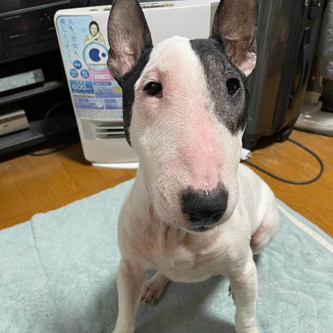 Q太郎さんのインスタグラム写真 - (Q太郎Instagram)「#minituru#bull#terrier#minibullterrier#miniturubullterrier#dog#dogstagram#cute#qtaro#love#family#ミニチュア#ブルテリア#ミニチュアブルテリア#Q太郎」2月16日 13時36分 - qtaro.jun