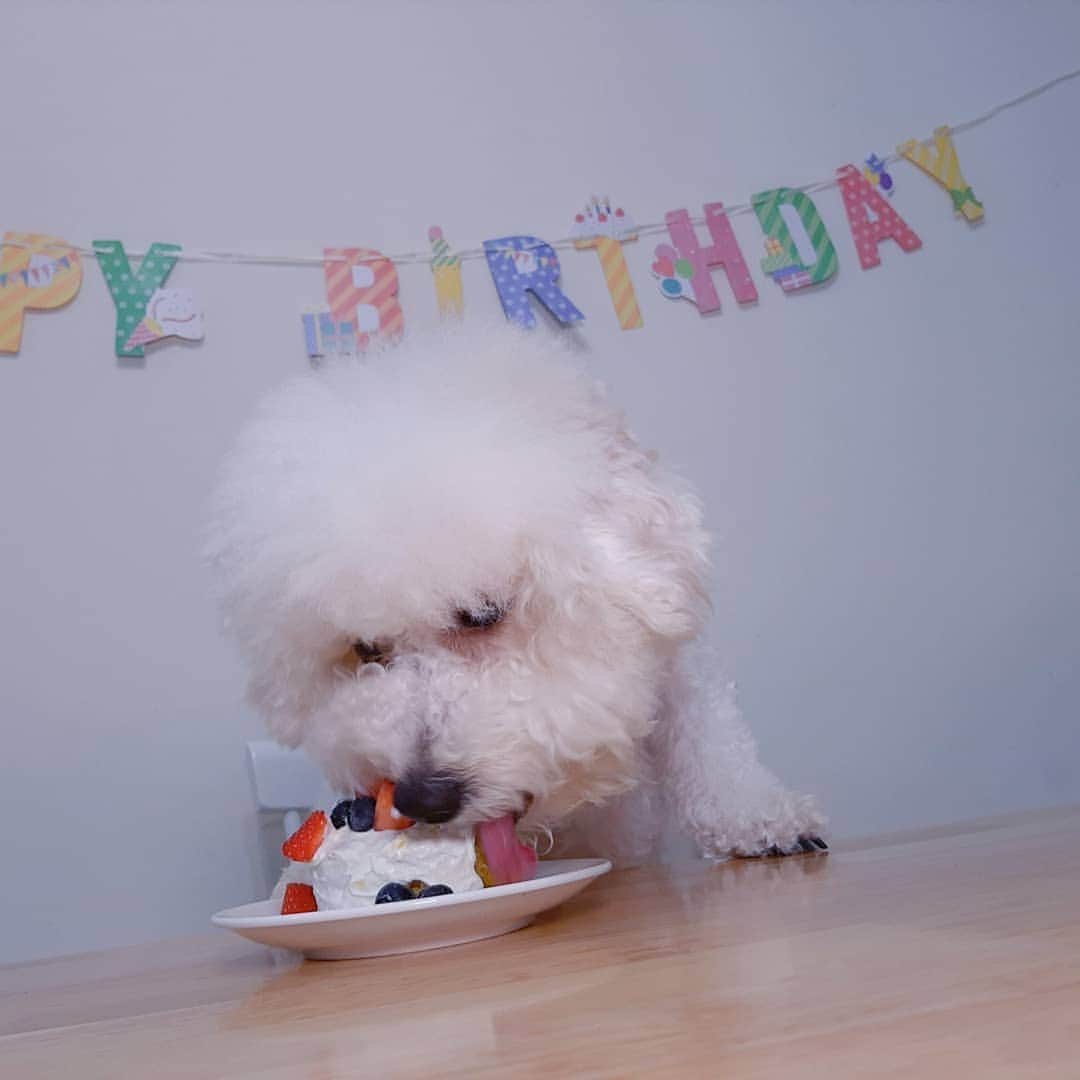 インリンさんのインスタグラム写真 - (インリンInstagram)「45歳になりました🎂我が家の愛犬ルークスと同じ誕生日♪ルークスは1歳になりました🎉初めてワンちゃん用ケーキを作ったら美味しそうに食べてくれました🎉  #インリン #垠凌 #yinling #誕生日 #台湾 #台北　#45歳 #犬用ケーキ #手作り #ブルーベリー#ストロベリー#blueberry #strawberry#yogurt#sweetpotato」2月16日 13時38分 - yinling_official