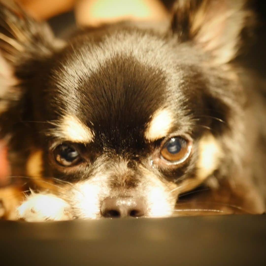 水野勝のインスタグラム：「🐾🐶  #ブラックタン  #チワワ #愛犬との暮らし #犬 #犬好きな人と繋がりたい  #こてつ　#虎徹  #写真　#写真好きな人と繋がりたい」