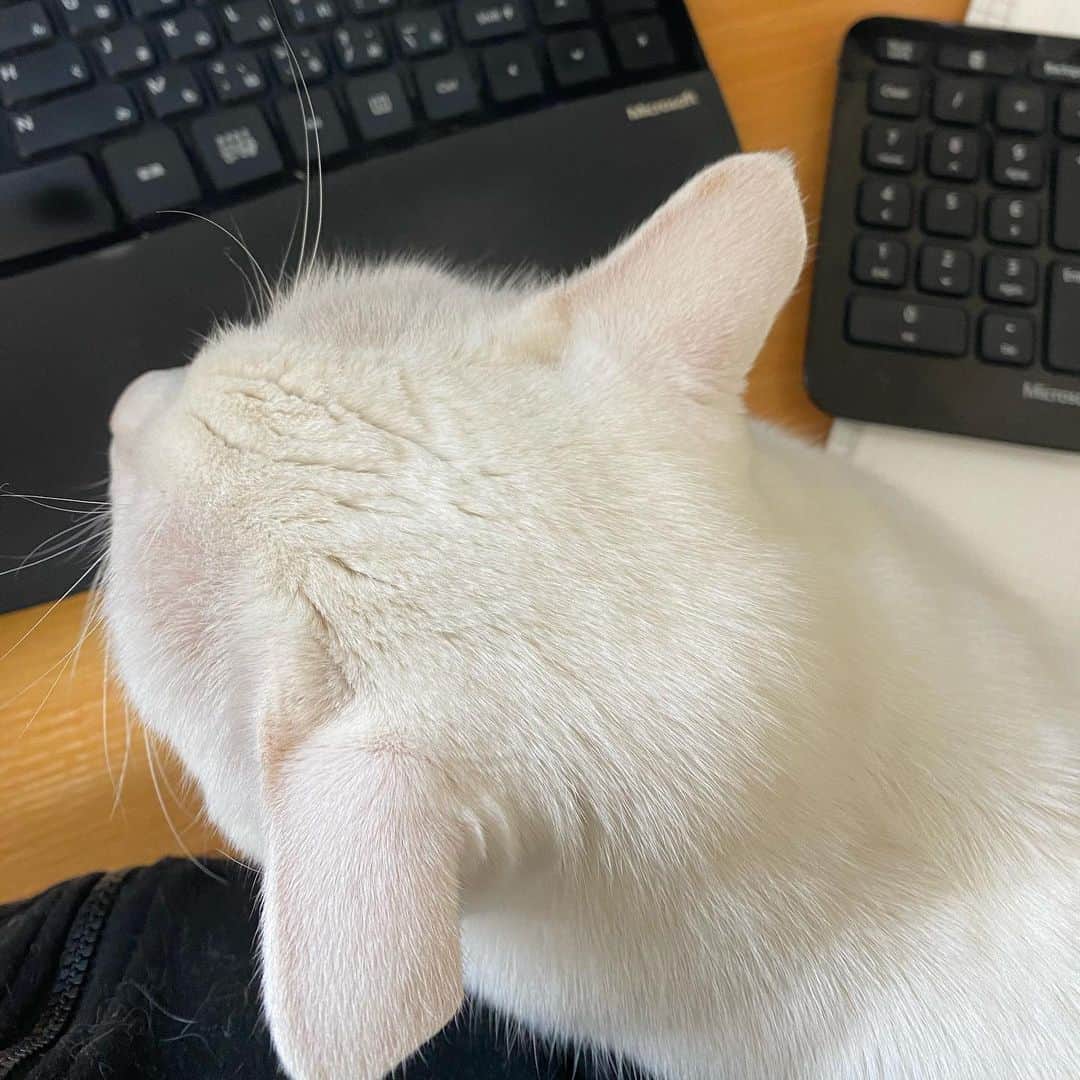 金巻ともこさんのインスタグラム写真 - (金巻ともこInstagram)「仕事の邪魔をしてくるハク  #cat #whitecat #白猫 #chatblanc #猫 #catstagram  #hakuchai」2月16日 13時48分 - tomotomoco