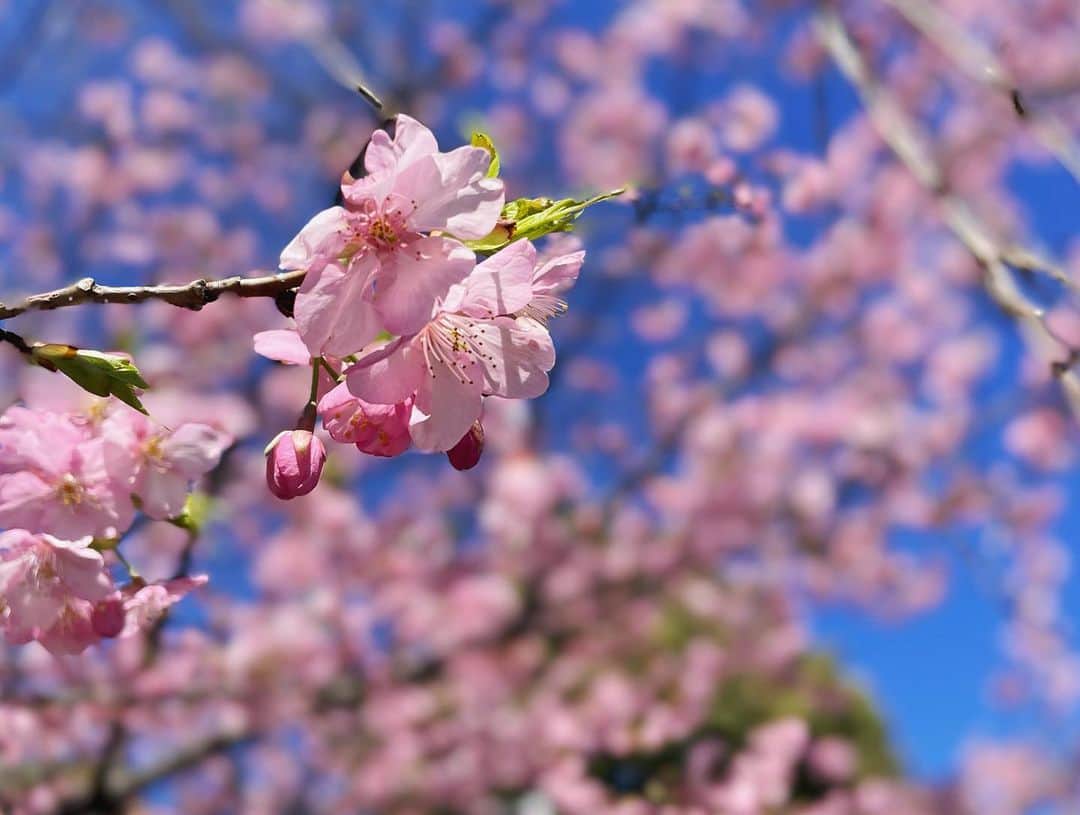 新井愛瞳さんのインスタグラム写真 - (新井愛瞳Instagram)「日中暖かくて そろそろ春物を出さないとかな。」2月16日 13時48分 - arai_manami_official