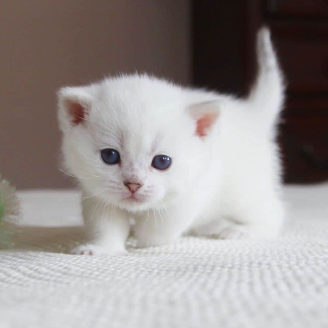 ミスター・ホワイトさんのインスタグラム写真 - (ミスター・ホワイトInstagram)「When I was a kitten 🐱」2月17日 0時57分 - white_coffee_cat