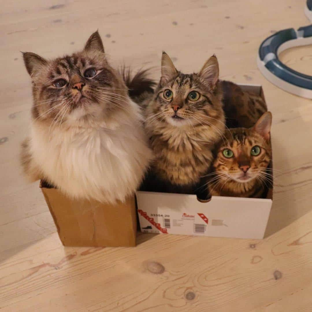 Aww Clubさんのインスタグラム写真 - (Aww ClubInstagram)「The royal family  📷@missenell  #meowed #missenell #birman #ragdoll #bengal #rescuedcat #Nelly #Gilbert #TheQueen #Theservant #royalfamily」2月17日 1時01分 - meowed