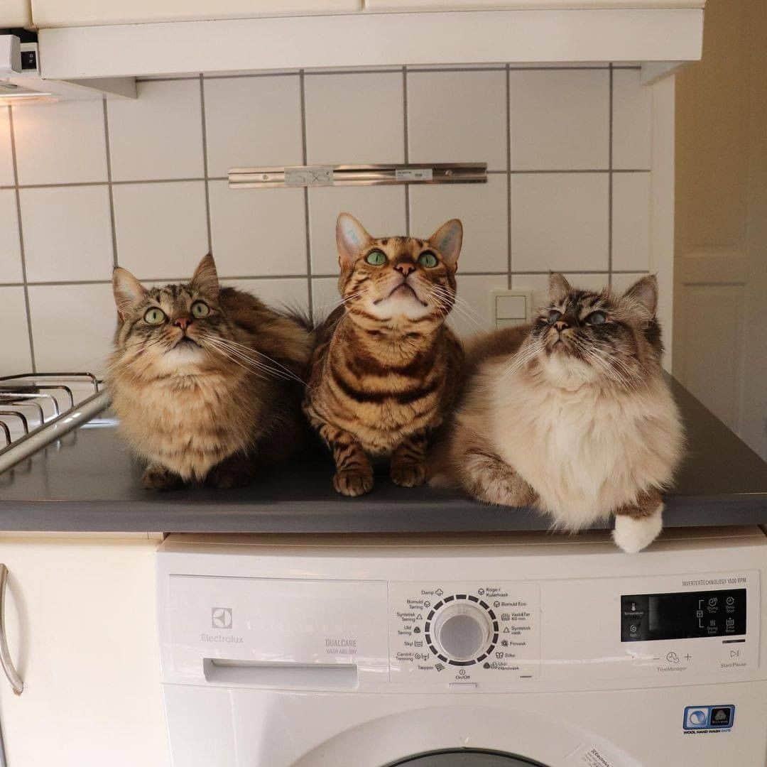 Aww Clubさんのインスタグラム写真 - (Aww ClubInstagram)「The royal family  📷@missenell  #meowed #missenell #birman #ragdoll #bengal #rescuedcat #Nelly #Gilbert #TheQueen #Theservant #royalfamily」2月17日 1時01分 - meowed