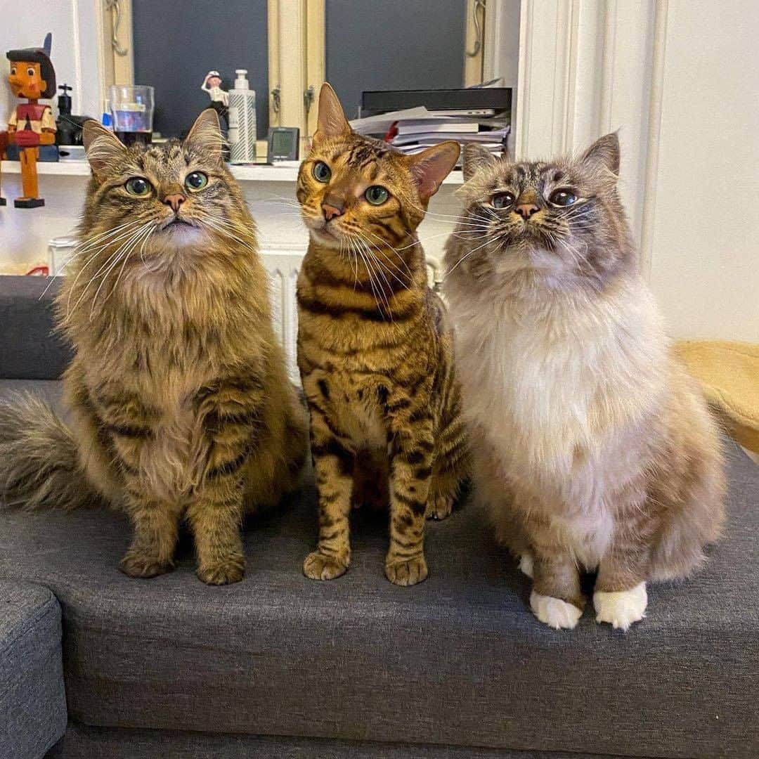Aww Clubさんのインスタグラム写真 - (Aww ClubInstagram)「The royal family  📷@missenell  #meowed #missenell #birman #ragdoll #bengal #rescuedcat #Nelly #Gilbert #TheQueen #Theservant #royalfamily」2月17日 1時01分 - meowed