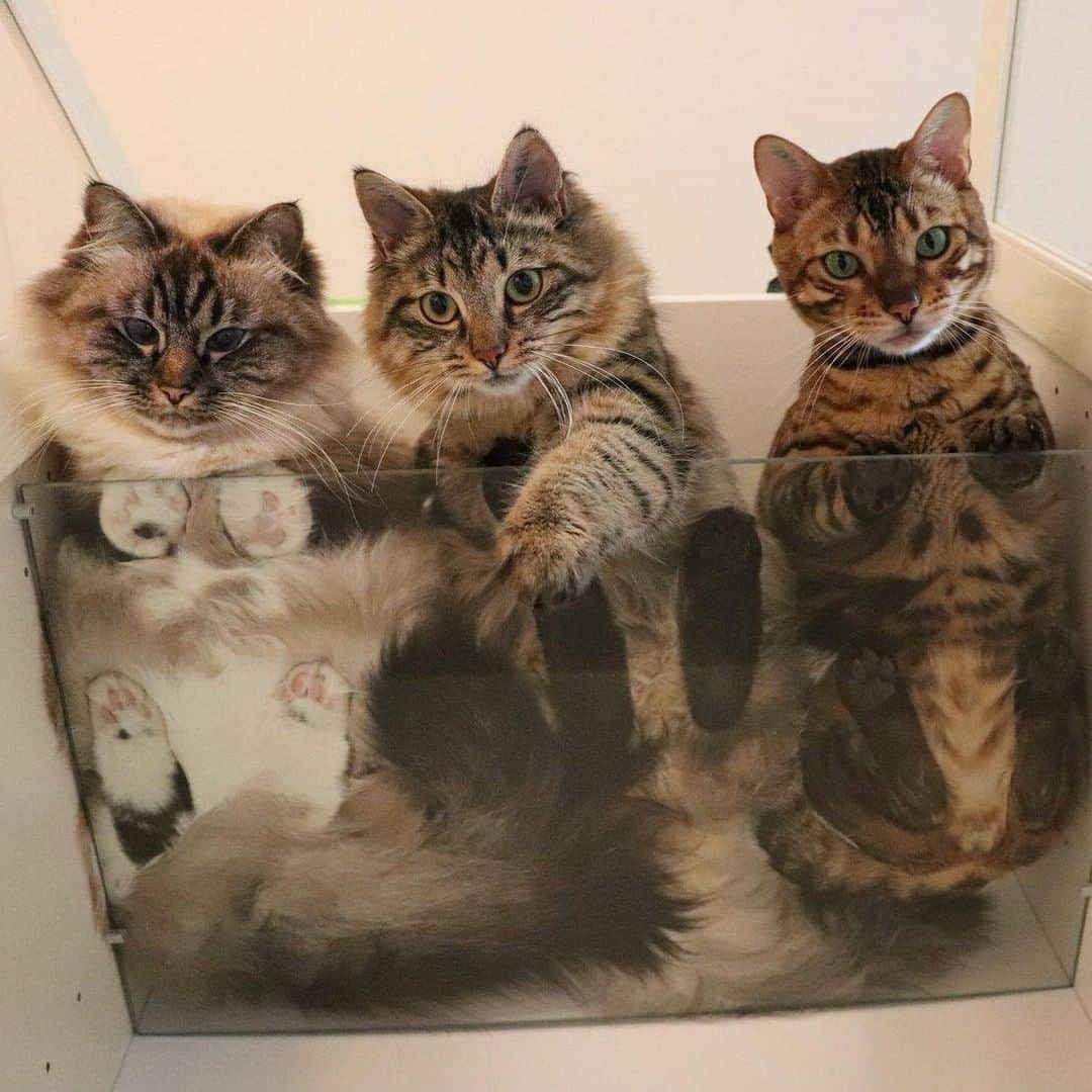 Aww Clubのインスタグラム