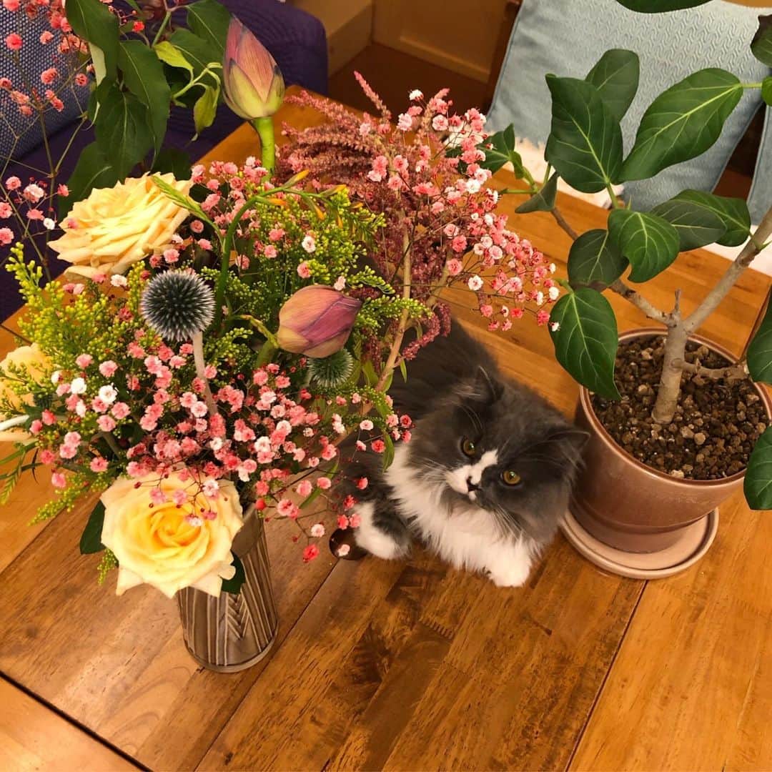 真鈴さんのインスタグラム写真 - (真鈴Instagram)「オレと花」2月16日 23時28分 - morrymarin