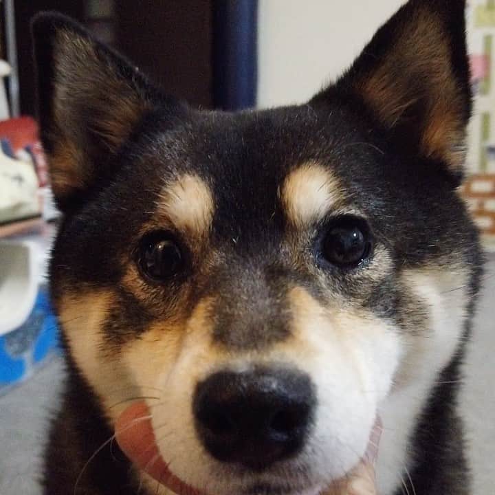 吾子のインスタグラム：「・ ・ こんばんわん🐶💕 ・ 札幌はそれほど荒れなくて大丈夫でした☃️心配してくれた皆さんありがとうございます🙇🏻‍♀️ ・ あこわんキラキラお目目🤩💕ですわん ・ ・ ・ ・ ・ #あごのせ #ドアップ #Sapporo ・ 北海道の柴犬 #柴北会 の皆ワン🐶💕早くみんなで安心してお散歩ができますように🐶👍🏻💕 ・ #adorable #instadog#shibainu#dog#instagramjapan#instashiba#kuroshiba #kuroshiba#socute #cutedog#いぬのきもち #黒柴 #dogstagram_japan」