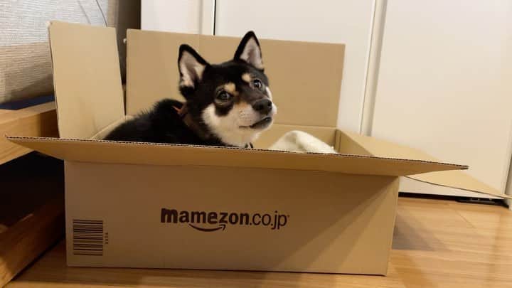 まめ丸のインスタグラム：「* * mamezonのダンボール📦で おやすみー🐶💓 * * #amazonじゃなくてmamazon  #けっこうお気に入り #ブランケットは持ち込み * #柴犬#豆柴#柴#黒柴#犬#ふわもこ部#いぬのきもち部#shiba#shibainu#shibastagram#shibadog#puppy#instadog#dogstagram#dog#instashiba#petstagram#pet#cutepetclub#강아지#멍스타그램#doglover#ilovemydog#weeklyfluff#boopthesnoot」