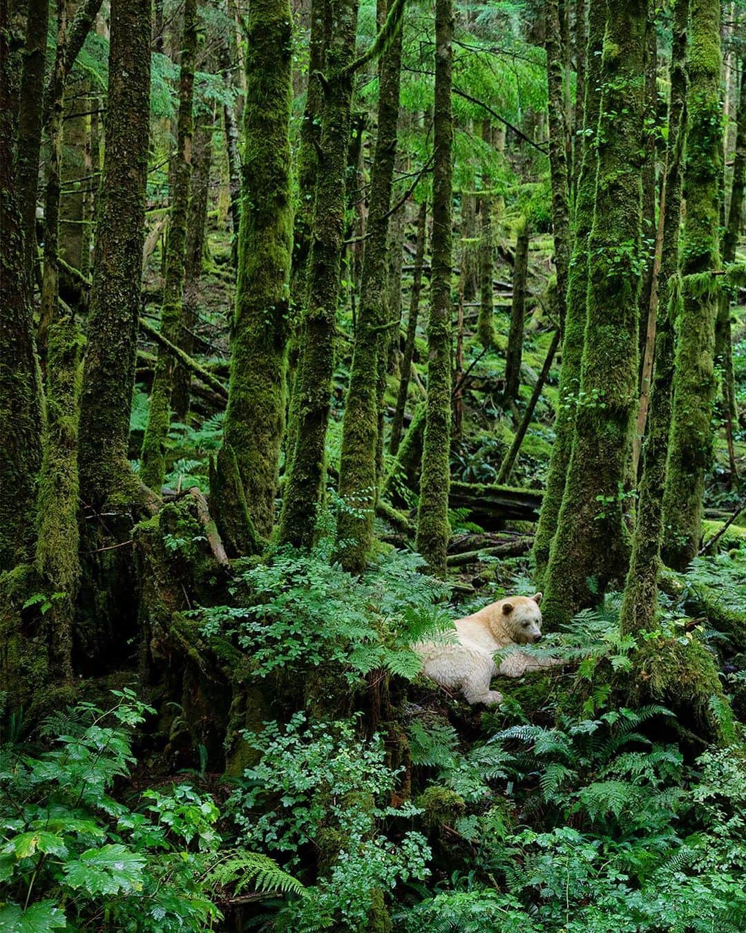 ナショナルジオグラフィックさんのインスタグラム写真 - (ナショナルジオグラフィックInstagram)「Photo by @paulnicklen / Shooting in the northern coastal forests of British Columbia allows me an opportunity to commune with the incredibly rare spirit (or Kermode) bears. Being native to Canada, they hold a special place in my heart, and I have spent weeks at a time searching for them, returning home empty-handed on many occasions. It is always a challenge to embrace the fact I have very little control over my subject matter, but the most rewarding experiences and truly unique photographs often spring from rare and unexpected moments. Follow me @paulnicklen for an in-depth and intimate look at how these bears live. #bear #spiritbear #BC #canada #rainforest」2月17日 0時38分 - natgeo